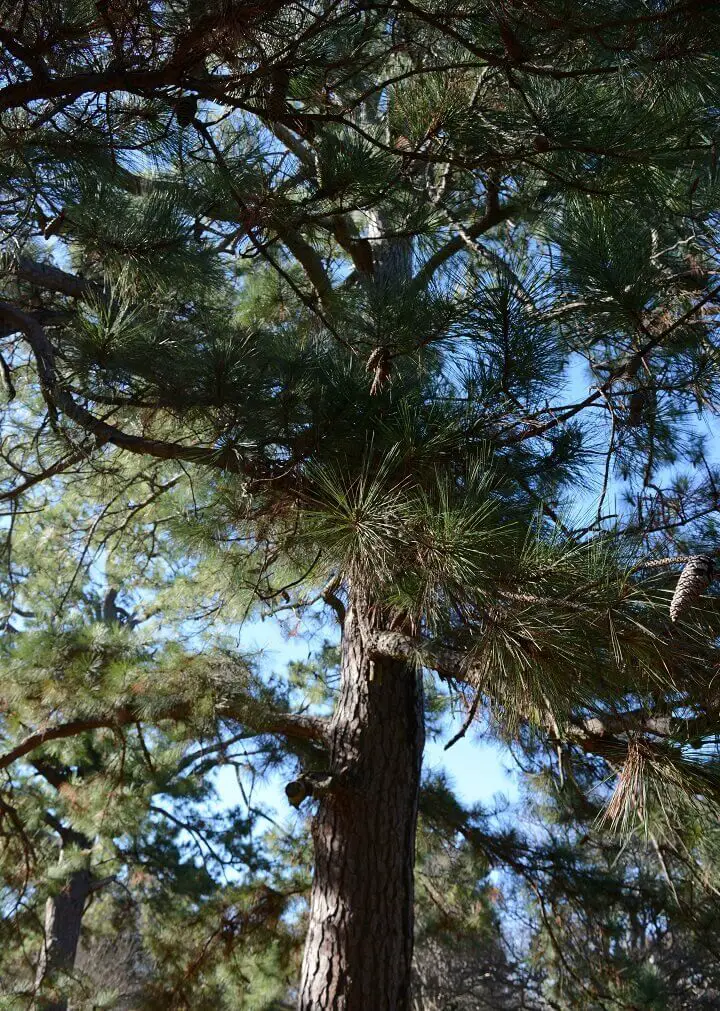 Old Cedar Tree