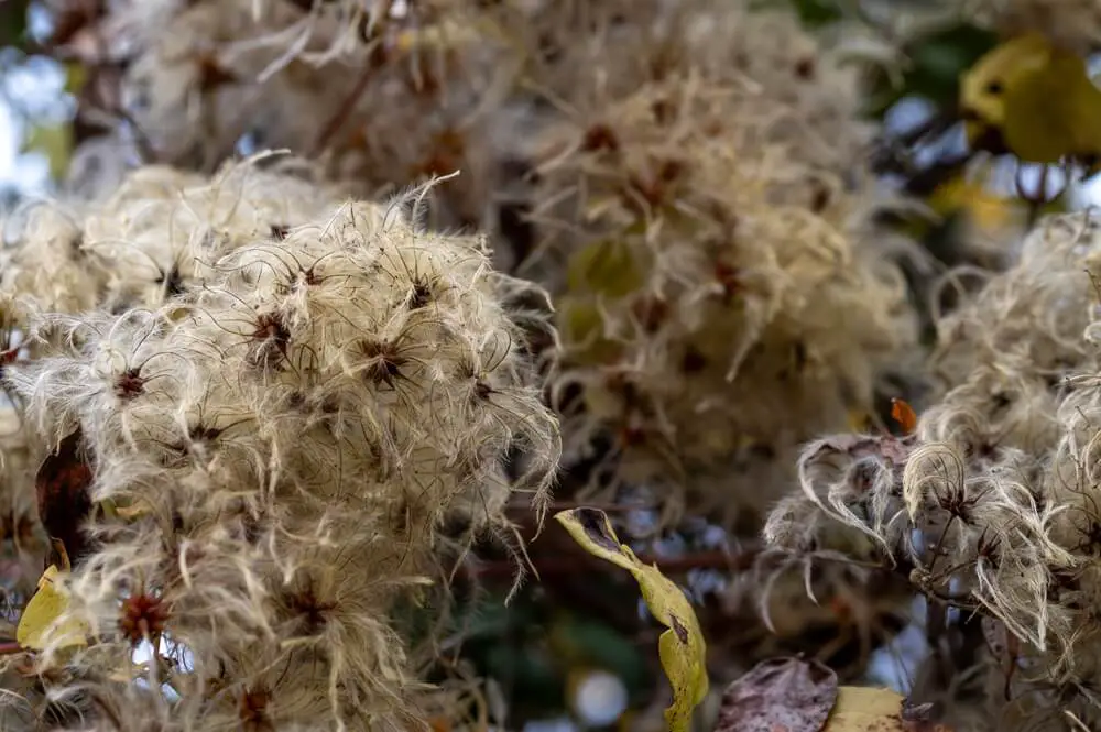 Old Man's Beard