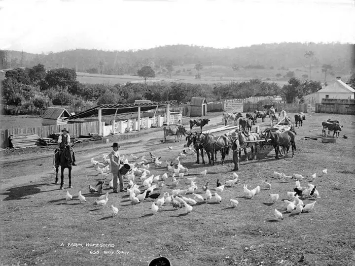 Old Photo of Livestock
