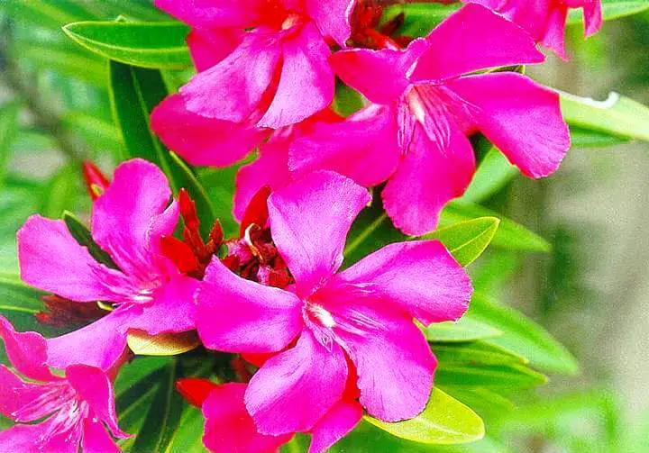 Oleander Flower