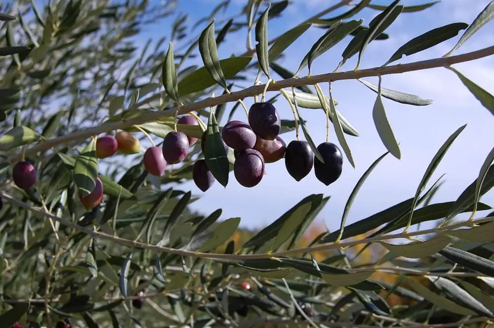Olive Plant