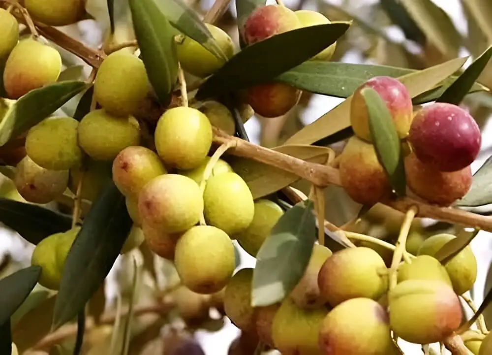 Olives on Branch
