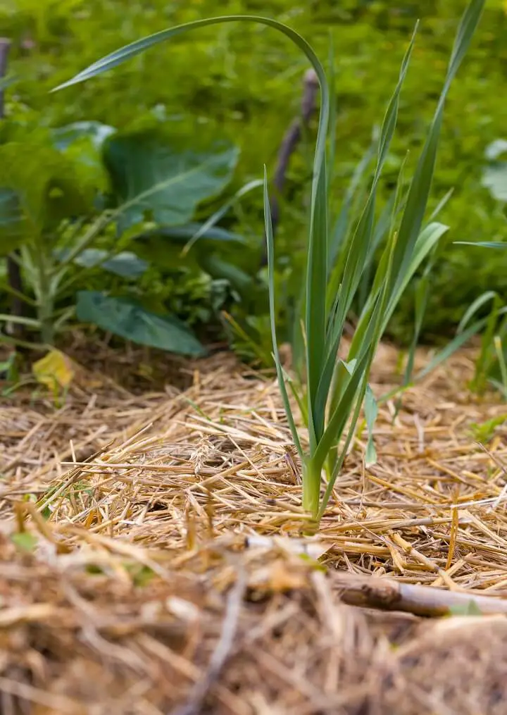Onion Plant with Straw Mulch
