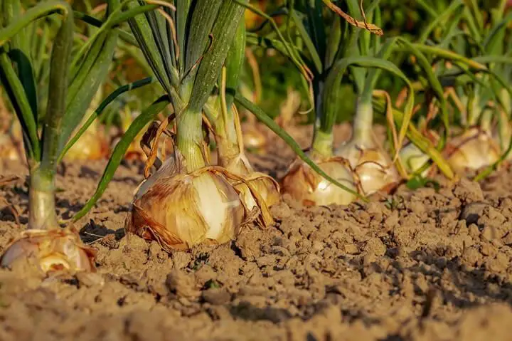 Onion Plants