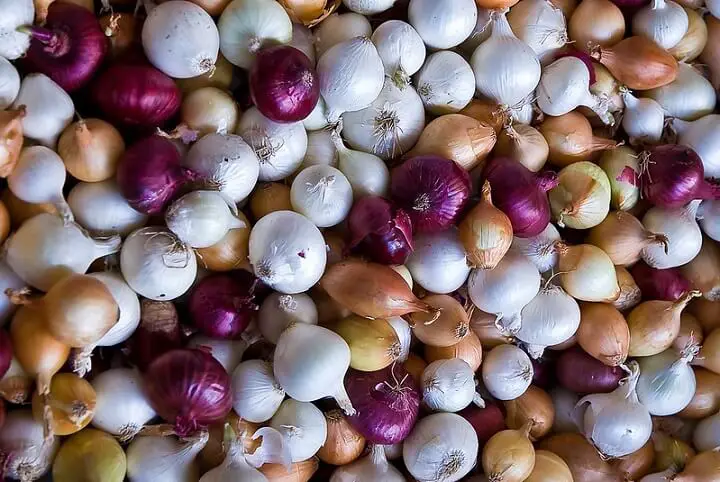 Onions, Shallots, and Garlic 
