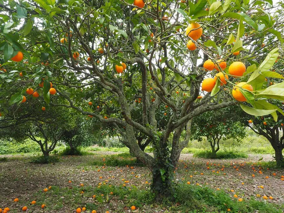 Orange Tree in Grove