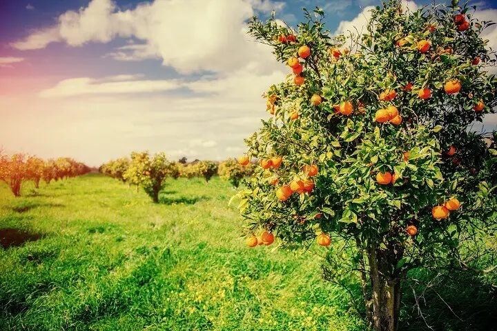 Orange Trees in a Plantation