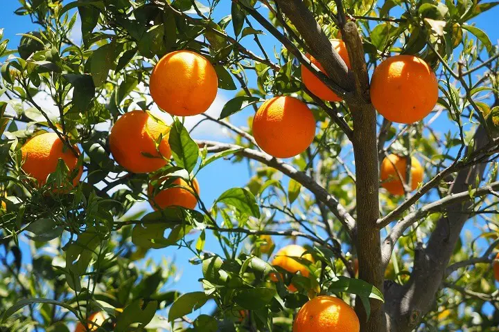 Oranges on Tree