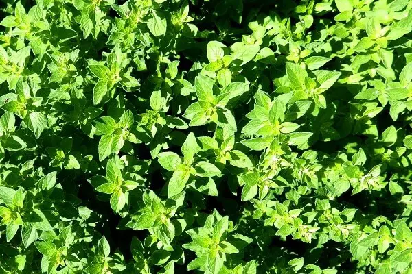 Oregano | 7 Perennial Herbs