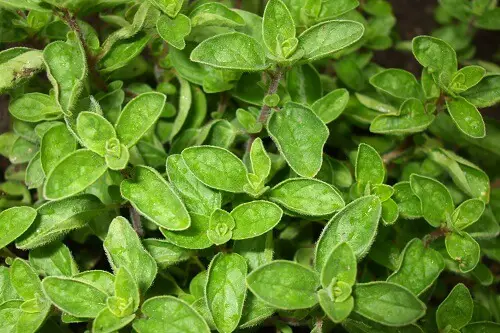 Oregano