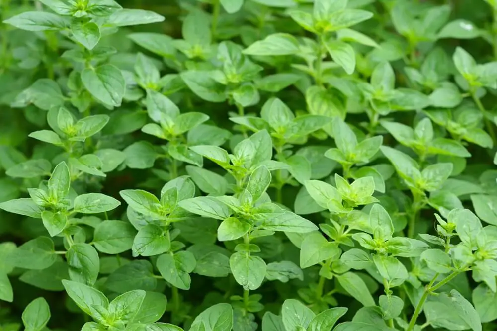Oregano Plants