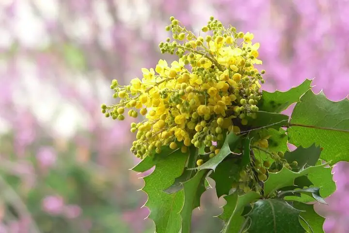 Oregon Grape Plant