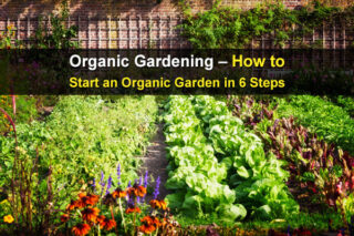 Organic Gardening – How to Start an Organic Garden in 6 Steps