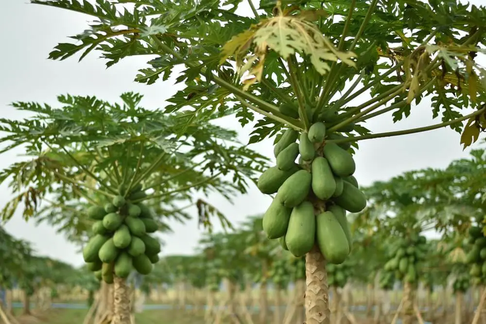 Papaya Fruit on