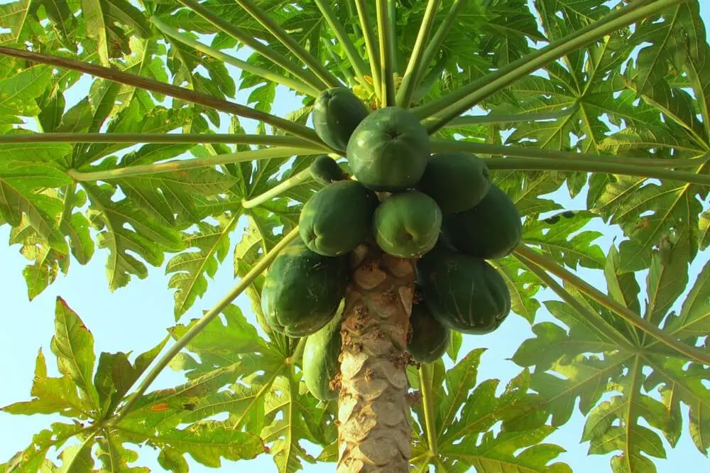 Papaya Tree