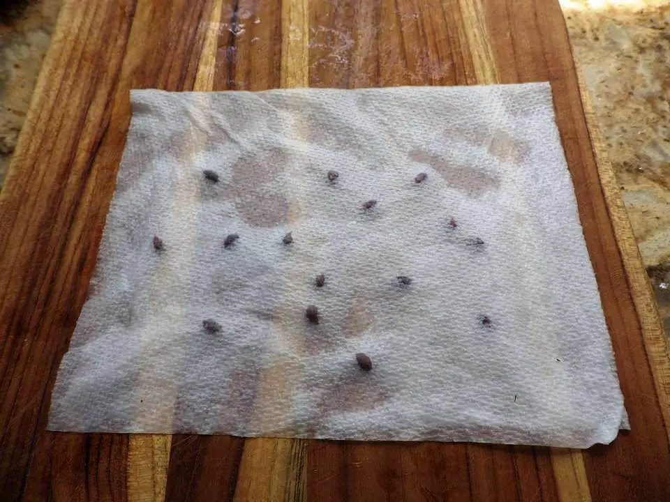 Paper Towel Folded Over Apple Seeds