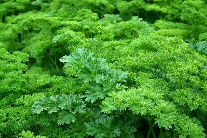 Parsley Herb