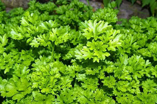 Parsley Herb