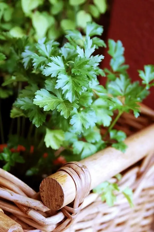 Parsley Herbs