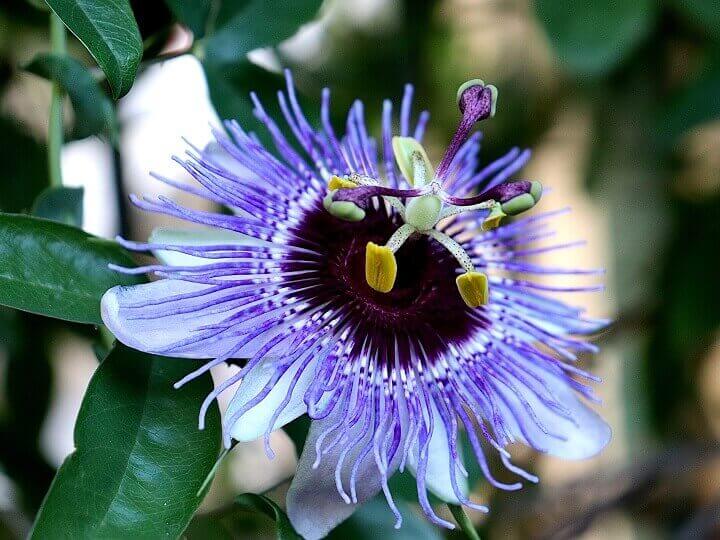 Passionflower Up Close