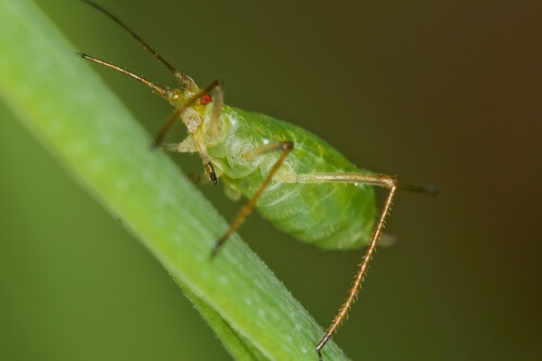 Pea Aphid | Common Garden Pests and How to Deal with Them Naturally