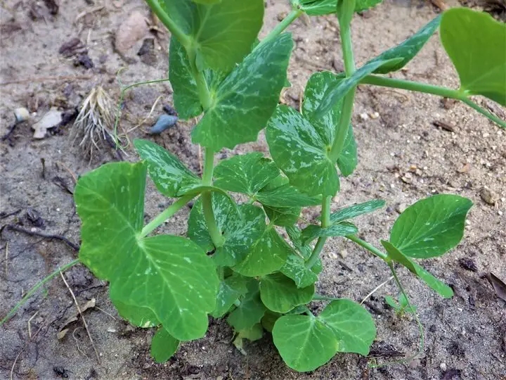 Pea Leaves