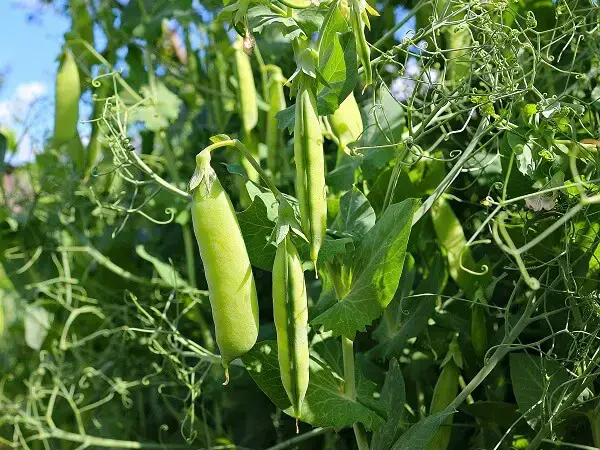 Pea Plant