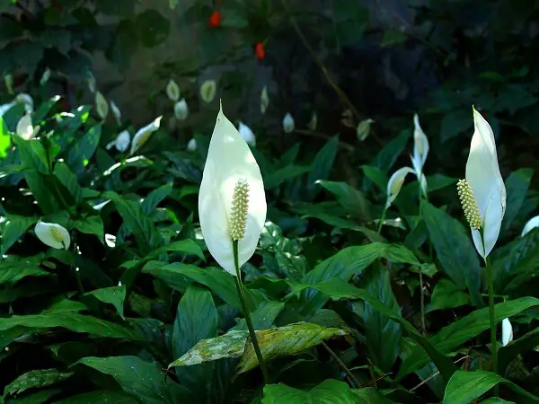 Peace Lily Flowers