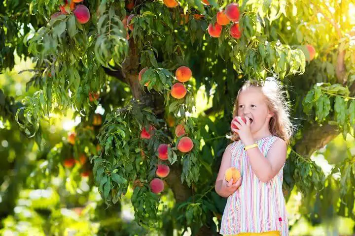 Peach Tree and Child Eating Fruit
