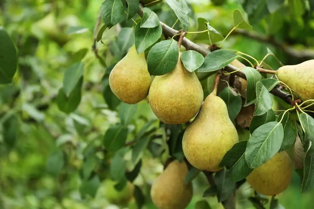 Pears on Tree Branch