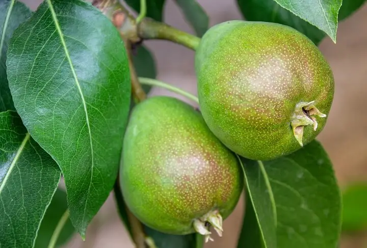 Pears on Tree