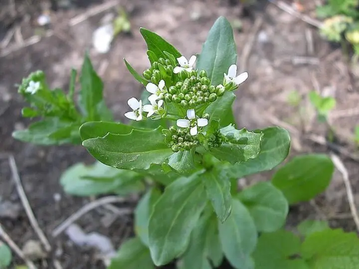 Pennycress Plant