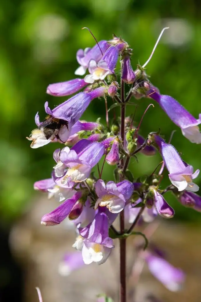 Penstemon Flowers and Bees