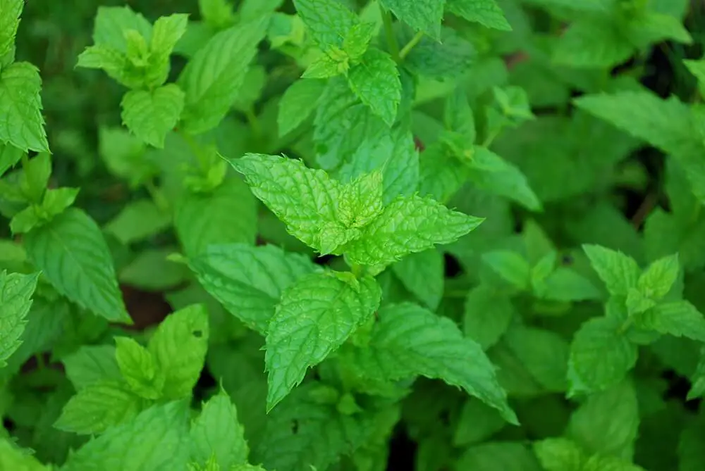 Peppermint Growing in Garden