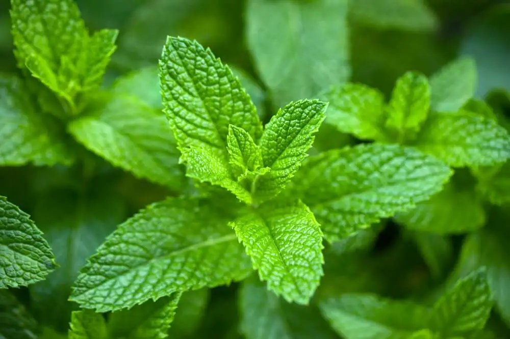 Peppermint Leaves
