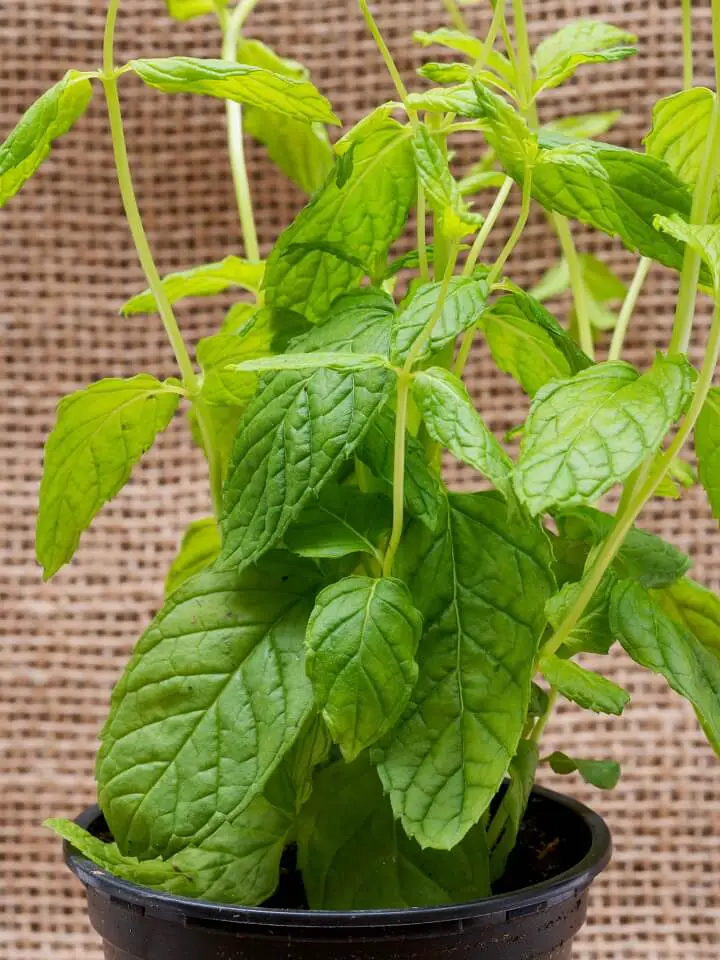 Peppermint Plant In A Pot