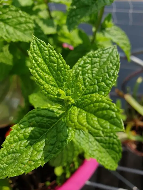 Peppermint Plant Up Close