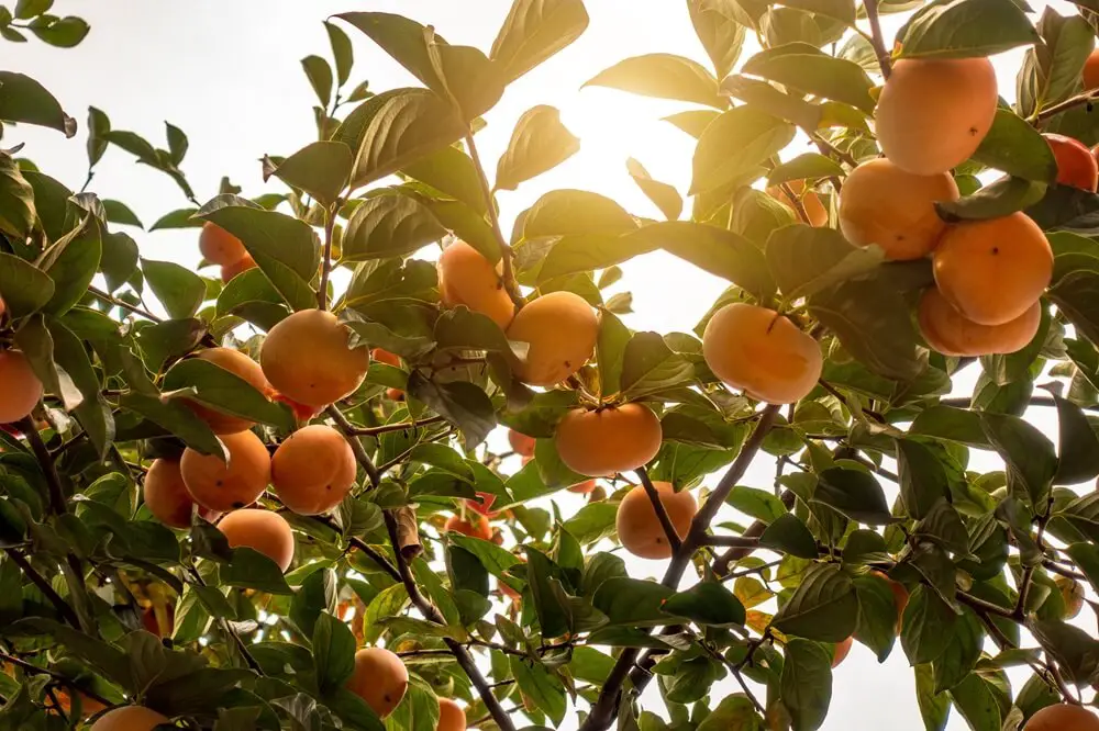 Persimmons on Branch