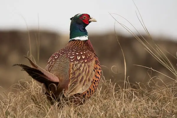 Pheasants