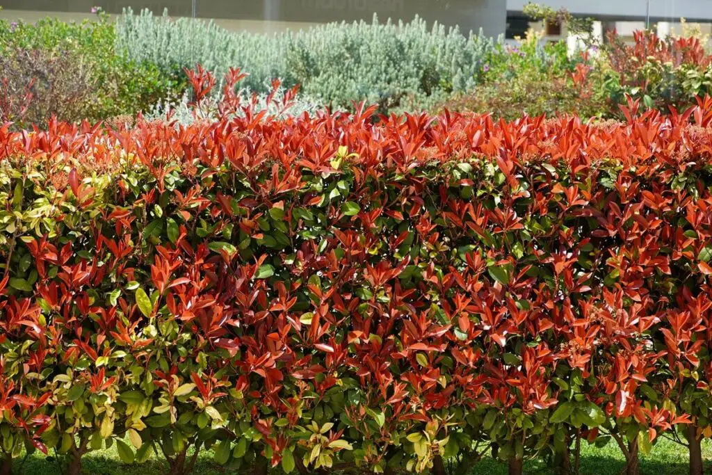 Photinia Hedge