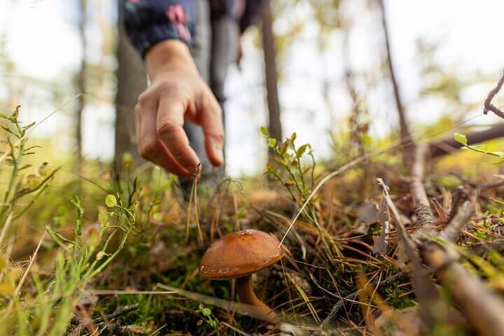 Picking An Edible Mushroom