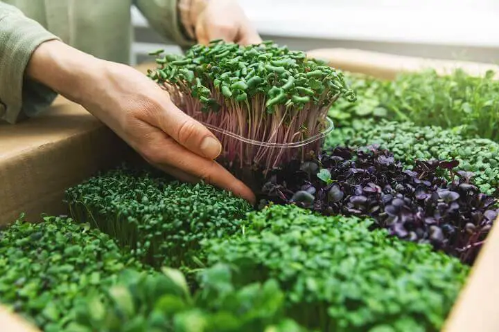 Picking Up Microgreens In Container