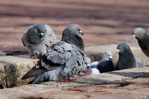 Pigeons