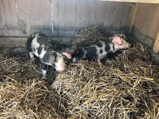 Piglet In New Home