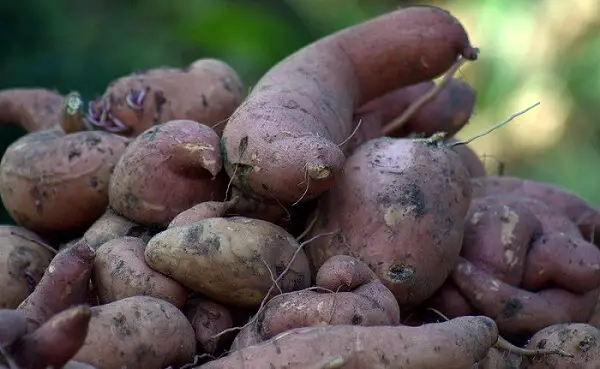 Pile of Sweet Potatoes