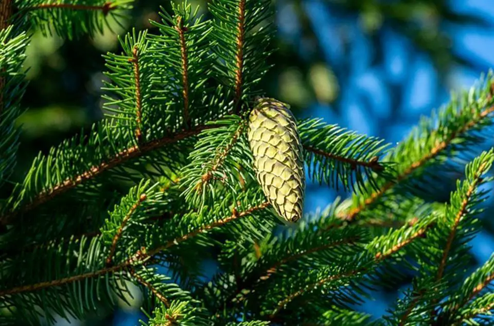 Pine Cone On Spruce