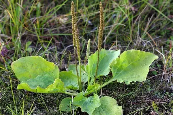 Plantain Plant