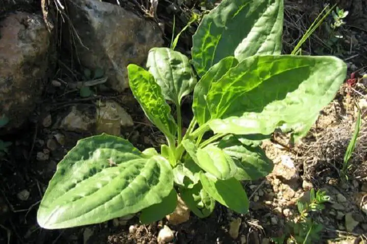 Plantago Major