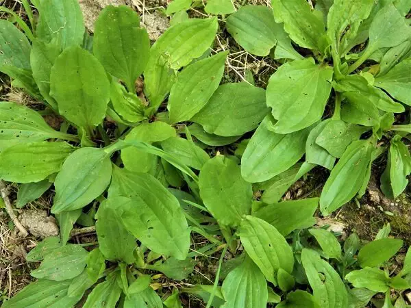 Plantain Leaves