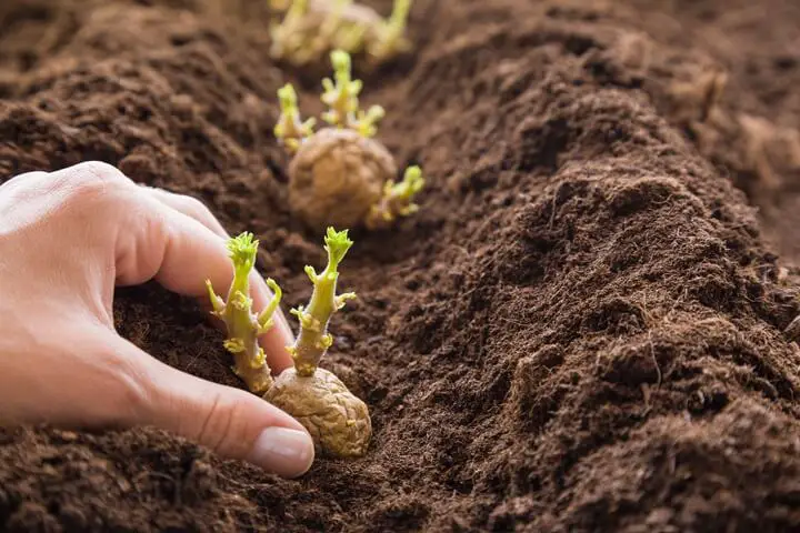 Planting Potatoes